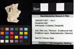 Foto (Objket + Etiketten) von Cracensigillatus acutirostrus (Moericke, 1889) 